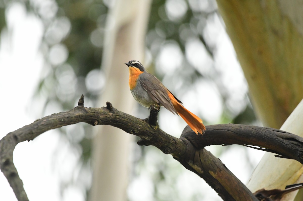 Cape Robin-Chat - Gary Warner