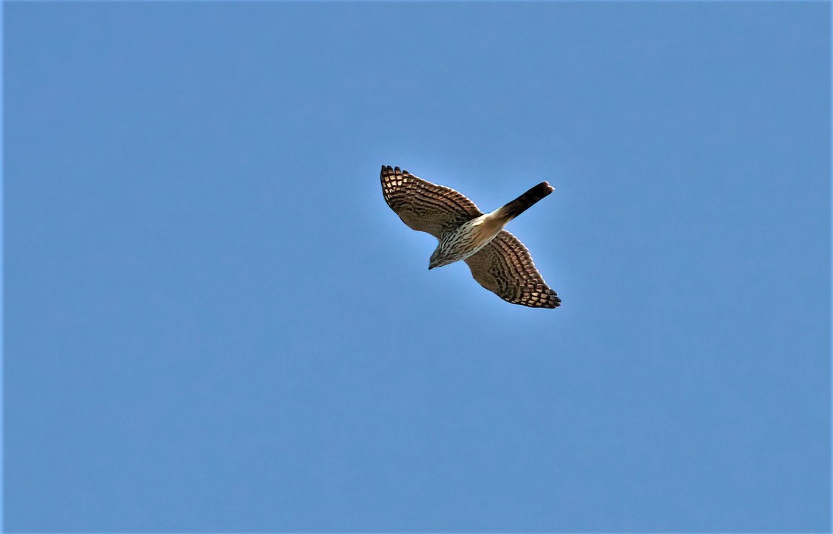 Sharp-shinned Hawk - ML501881011