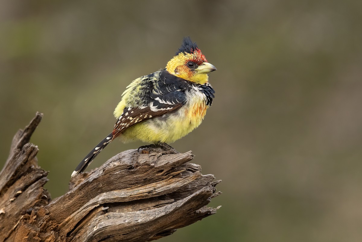 Crested Barbet - ML501881511