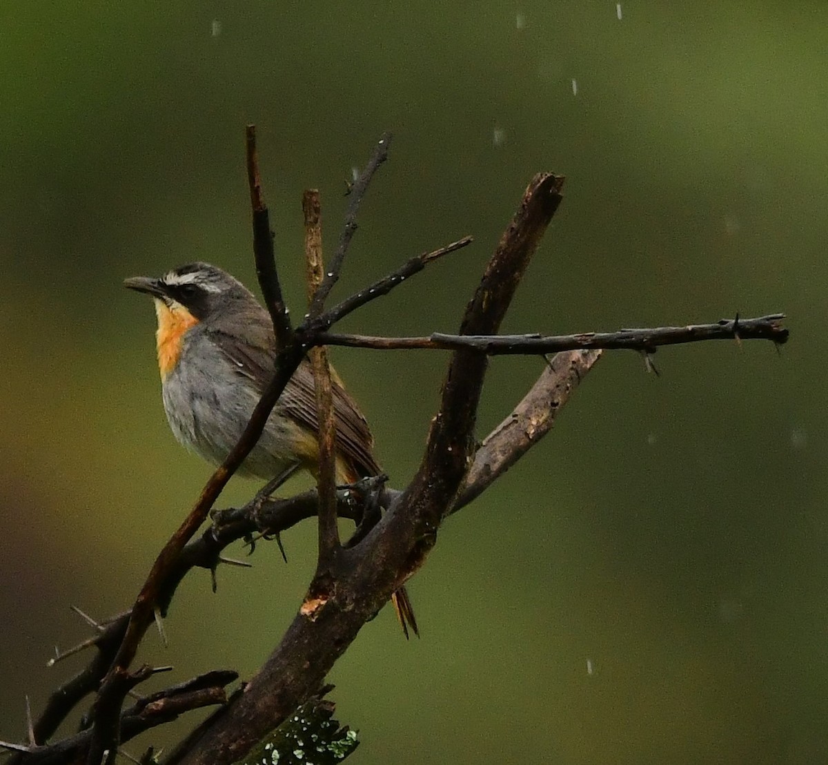 Cape Robin-Chat - ML501881741