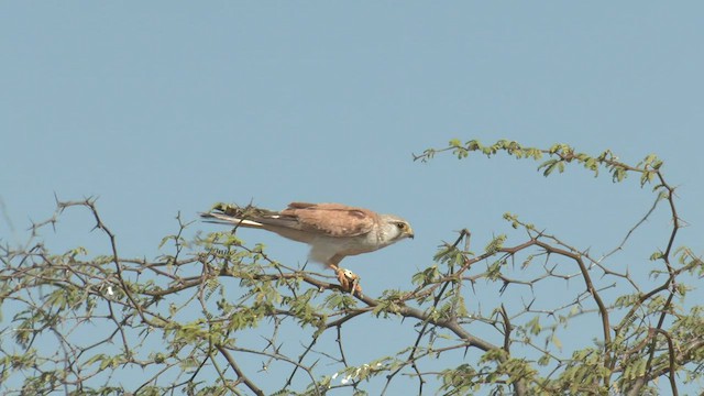 Crécerelle d'Australie - ML501882581