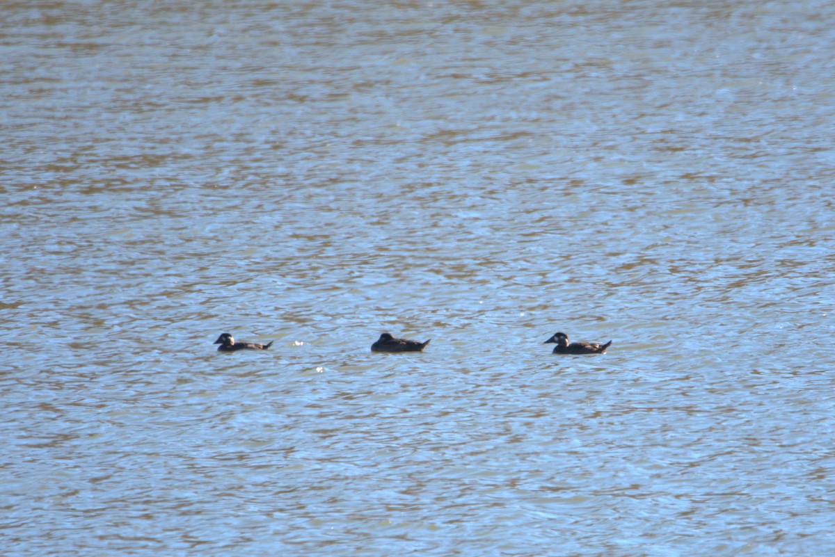 Surf Scoter - ML501882711