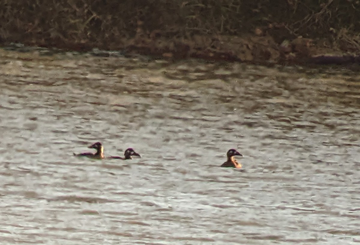 Surf Scoter - ML501882731