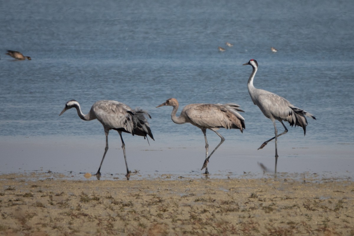 Common Crane - ML501883531