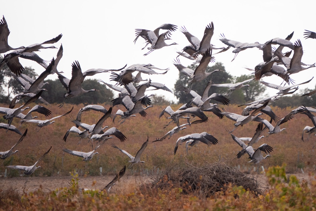 Common Crane - ML501883551