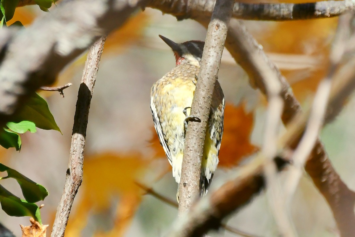 Yellow-bellied Sapsucker - ML501883571