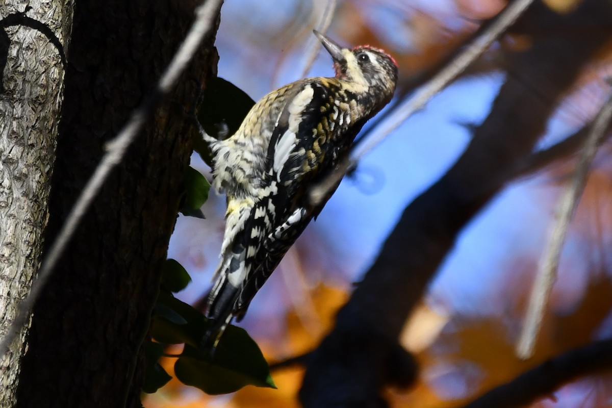 Yellow-bellied Sapsucker - ML501883581