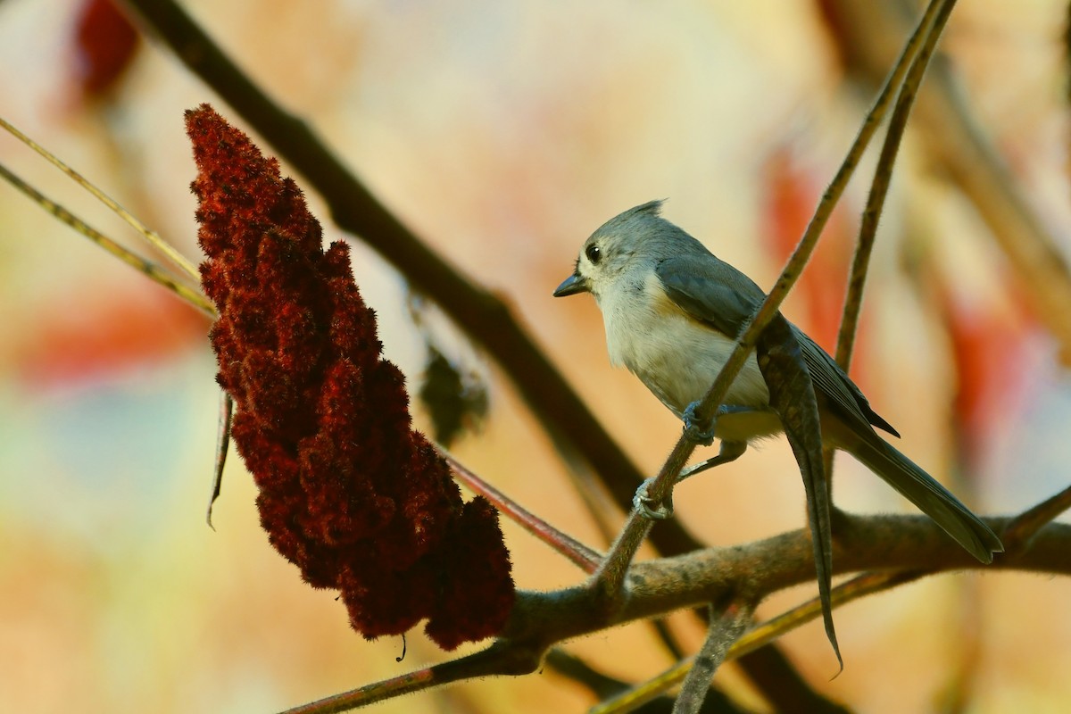 Tufted Titmouse - ML501883631