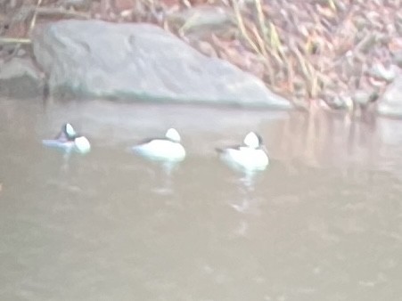 Bufflehead - Tina Walker