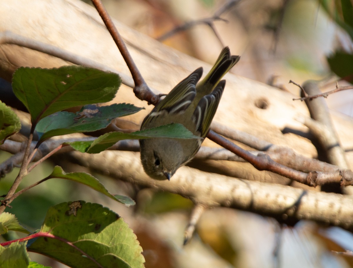 Ruby-crowned Kinglet - ML501884121