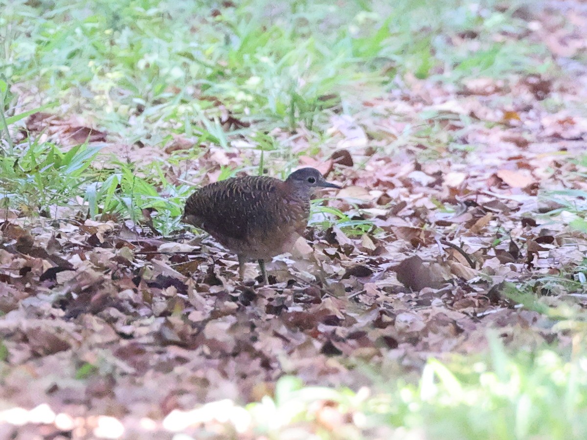 Variegated Tinamou - Myles McNally