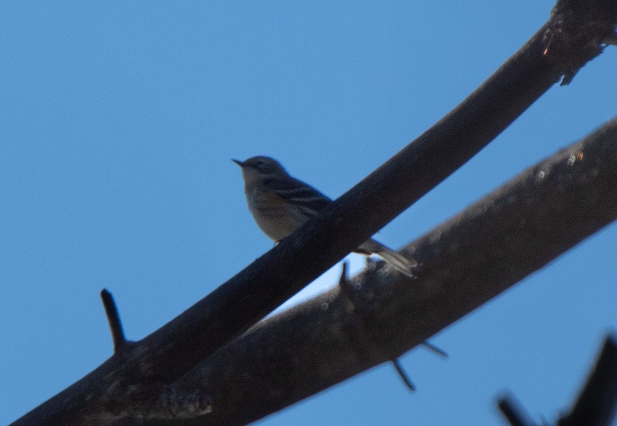 Yellow-rumped Warbler - ML501884361