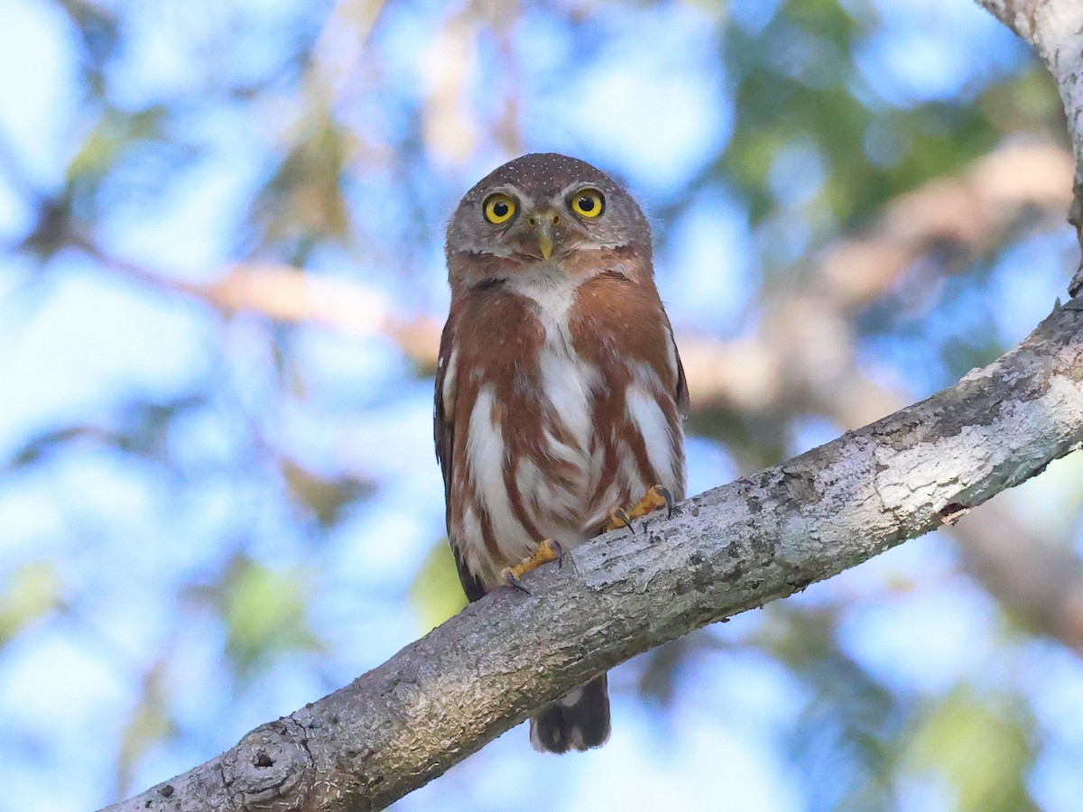 Least Pygmy-Owl - ML501885381