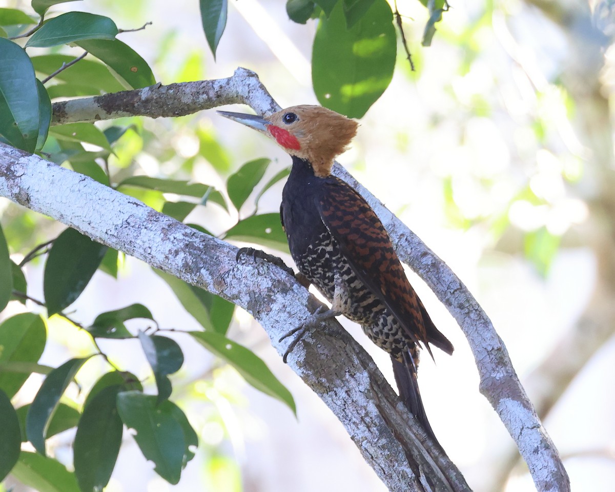 Ringed Woodpecker (Atlantic Black-breasted) - Myles McNally