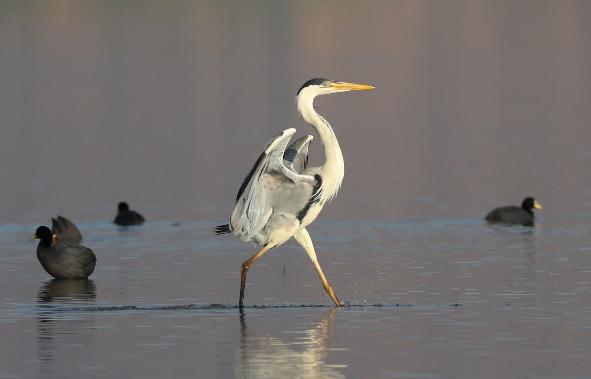 Cocoi Heron - Karmela Moneta