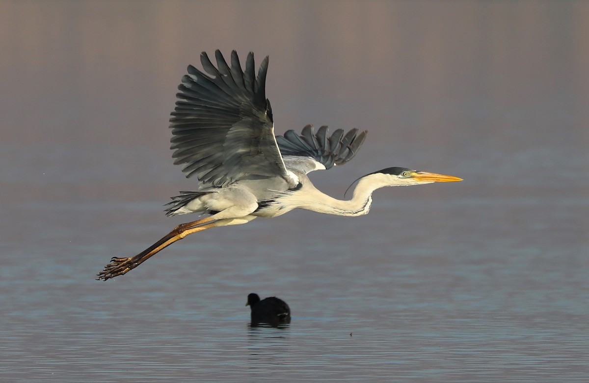 Cocoi Heron - Karmela Moneta