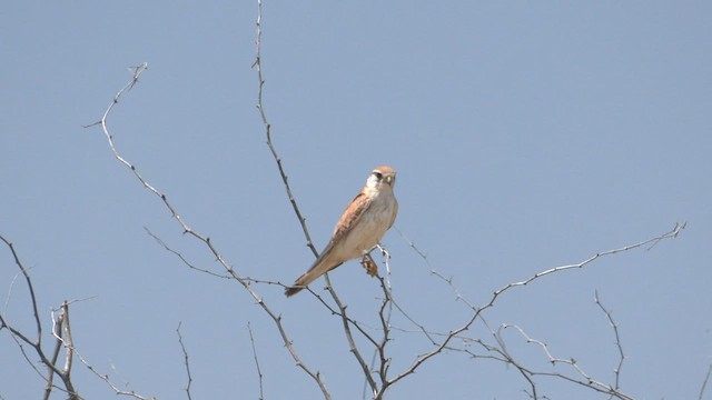 Nankeen Kestrel - ML501886711