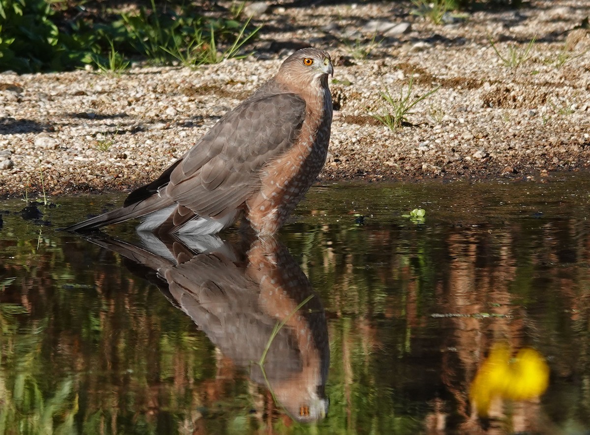 Cooper's Hawk - ML501886731