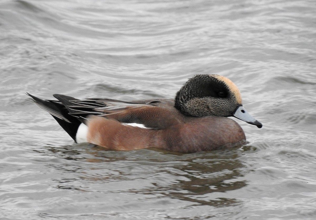 American Wigeon - ML501887851