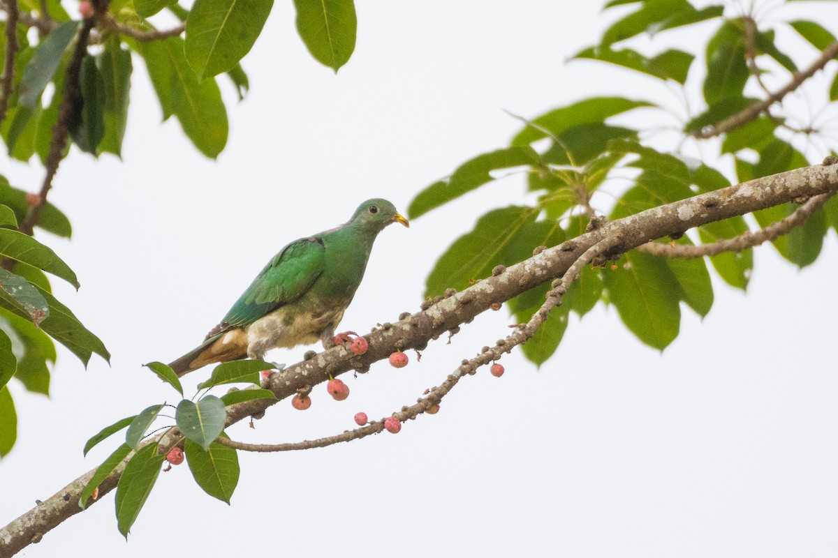 Black-chinned Fruit-Dove - ML501888831