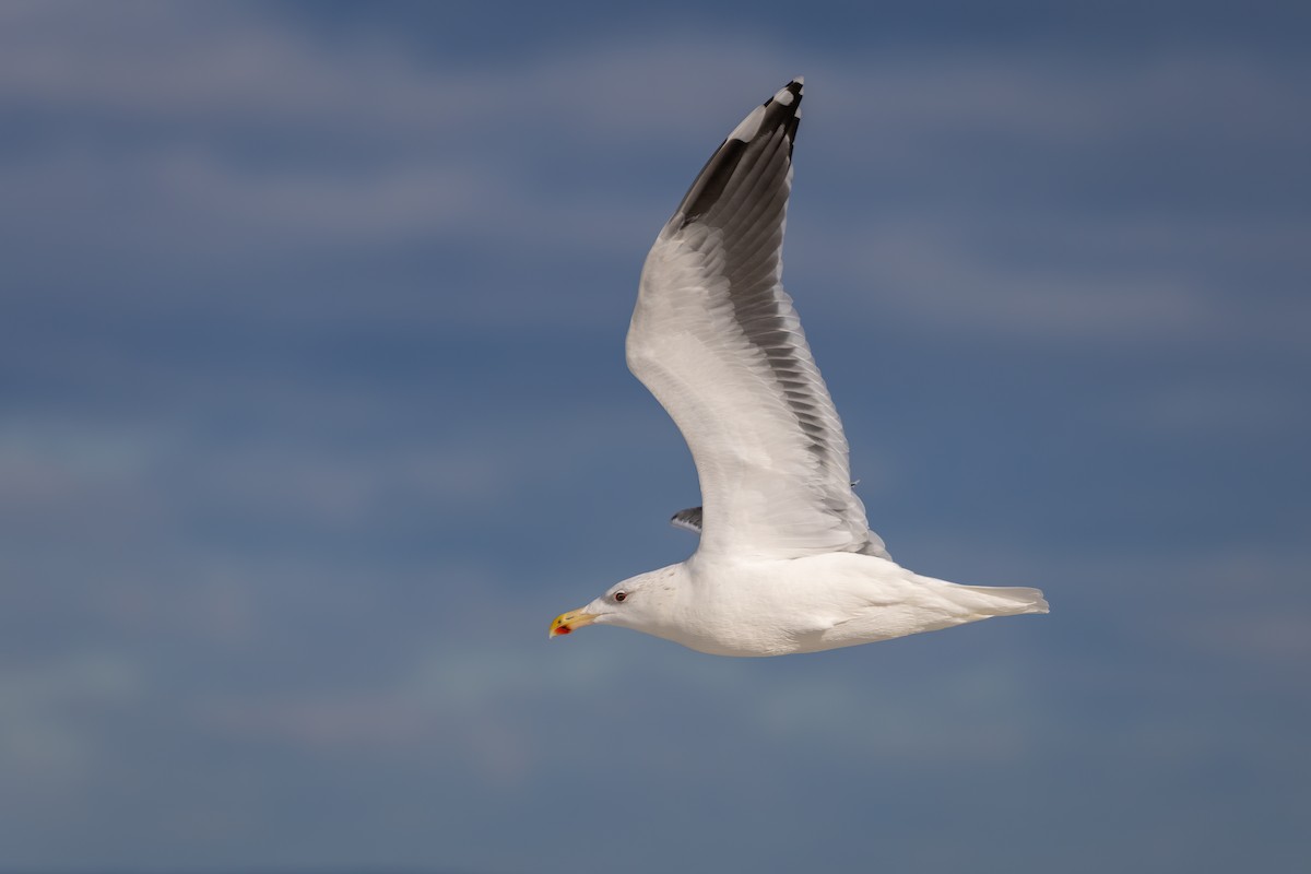 Great Black-backed Gull - Lyall Bouchard