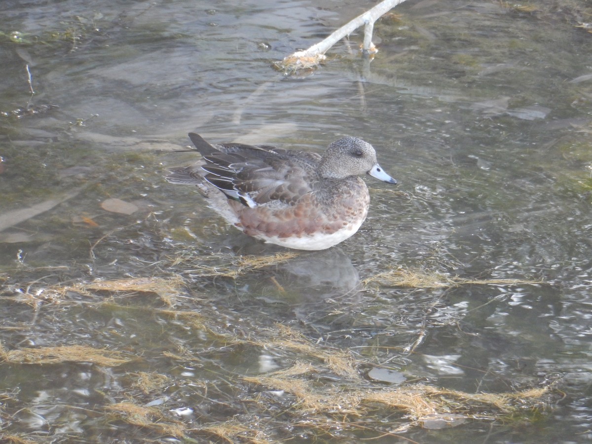 American Wigeon - ML501889921