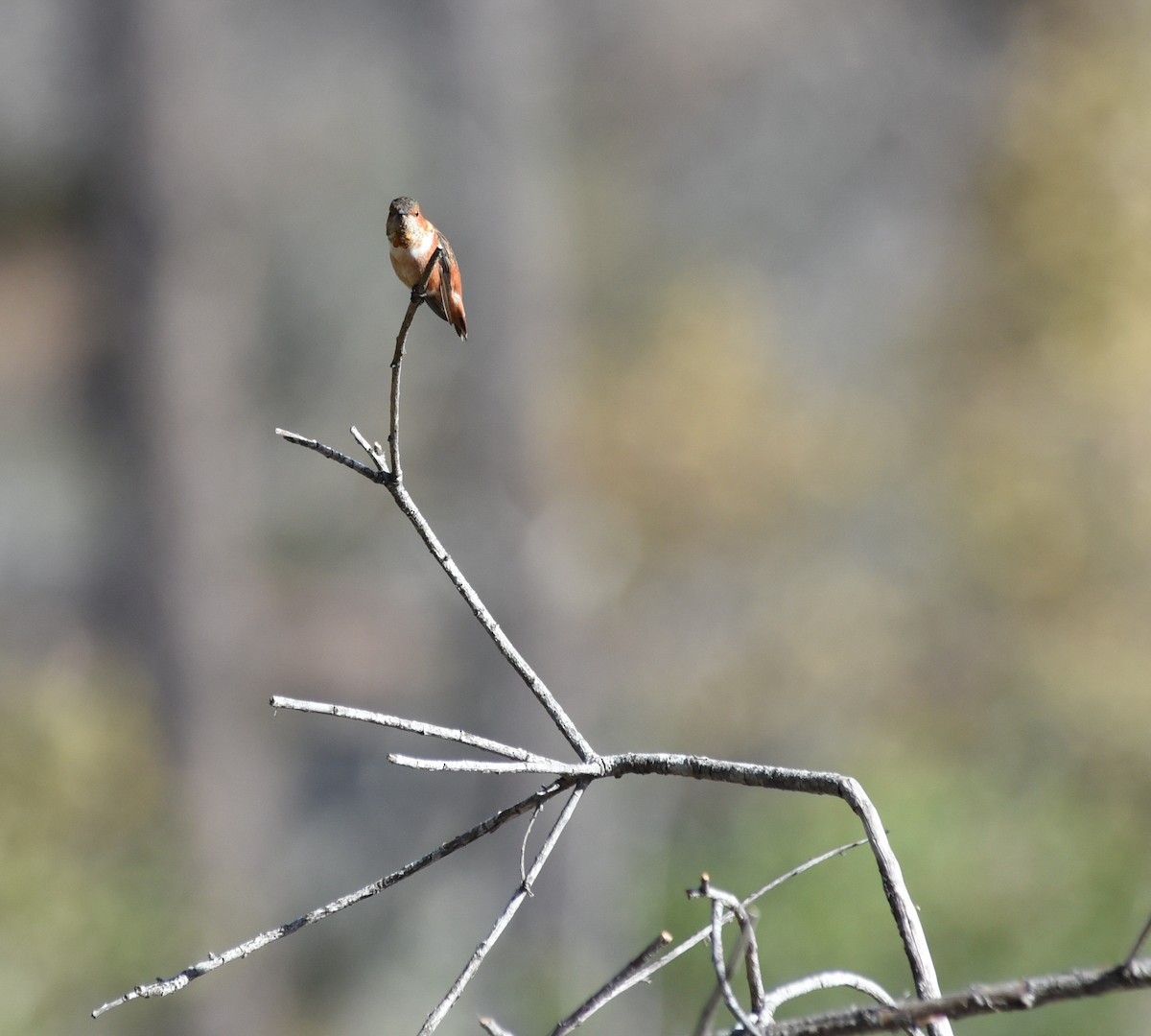 Allen's Hummingbird - ML501890551
