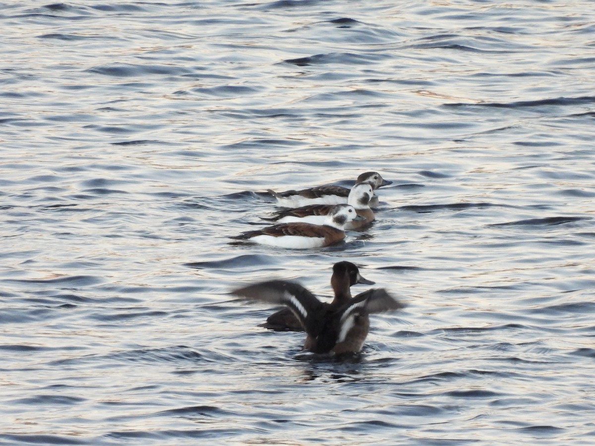 Long-tailed Duck - ML501891071