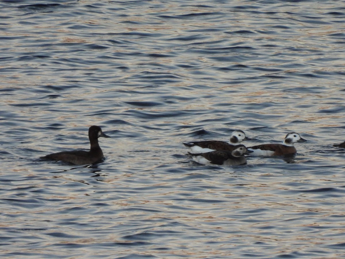 Long-tailed Duck - ML501891081