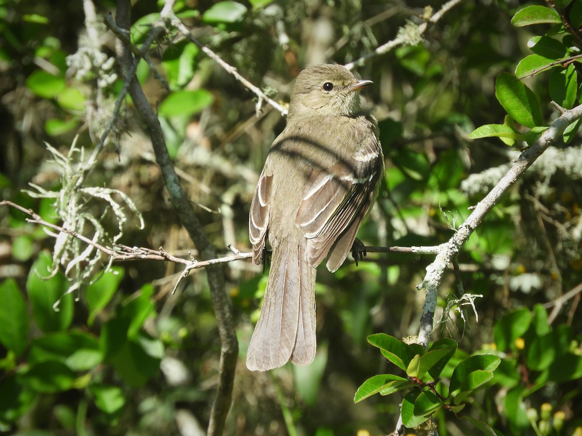 Small-headed Elaenia - Luis Vescia