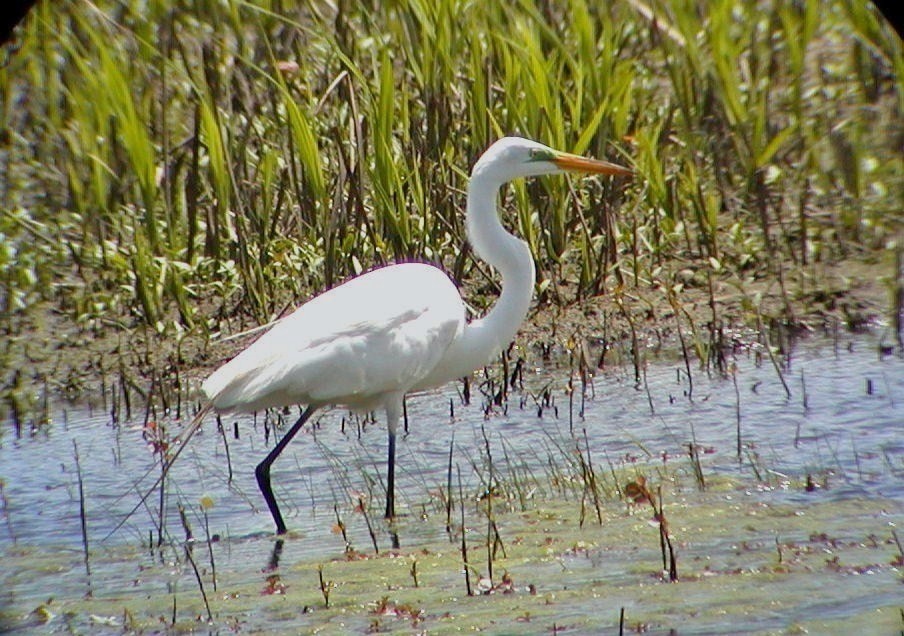 Great Egret - ML501891461