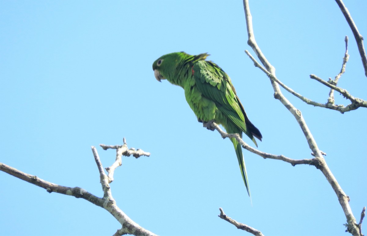 White-eyed Parakeet - Luis Vescia