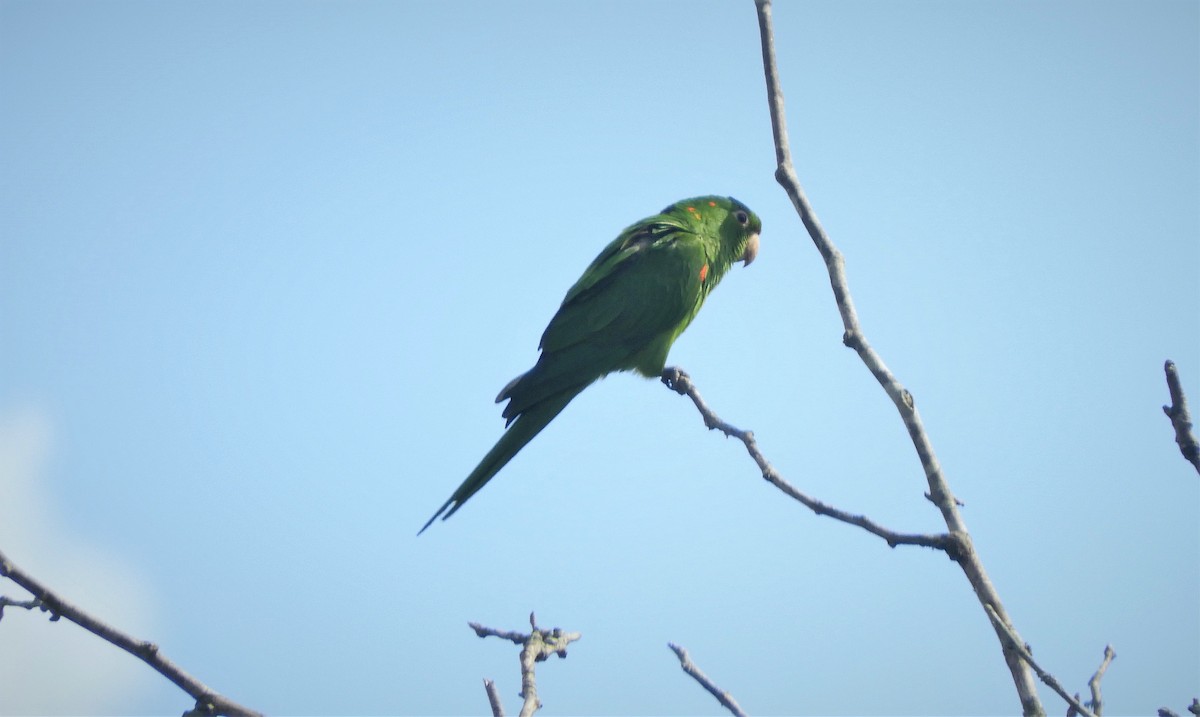 White-eyed Parakeet - Luis Vescia