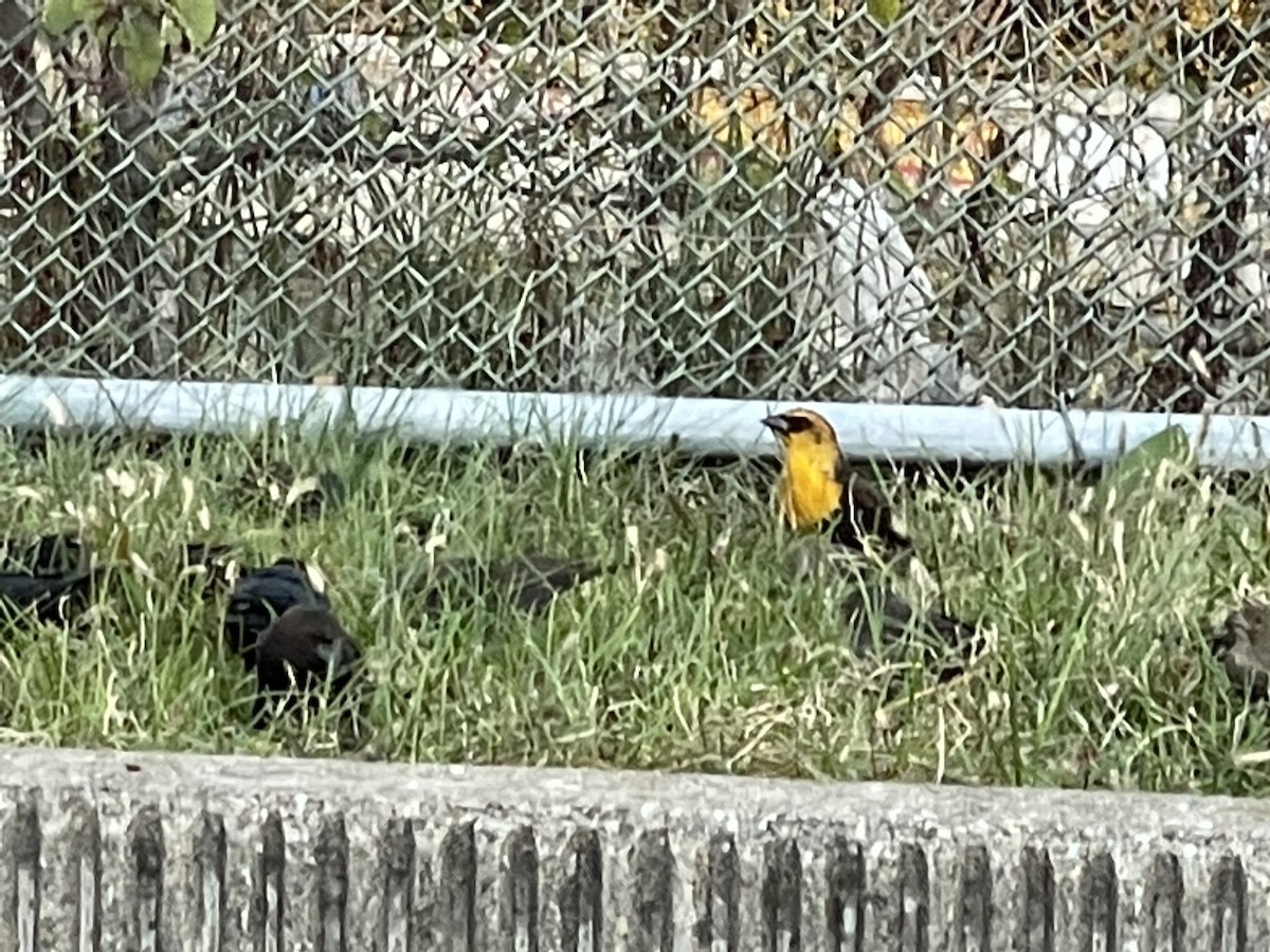 Yellow-headed Blackbird - ML501892041
