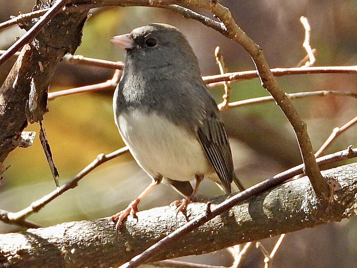 Dark-eyed Junco - ML501893351