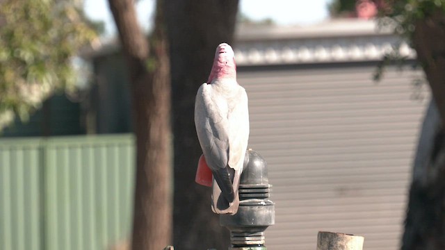 kakadu růžový - ML501893501