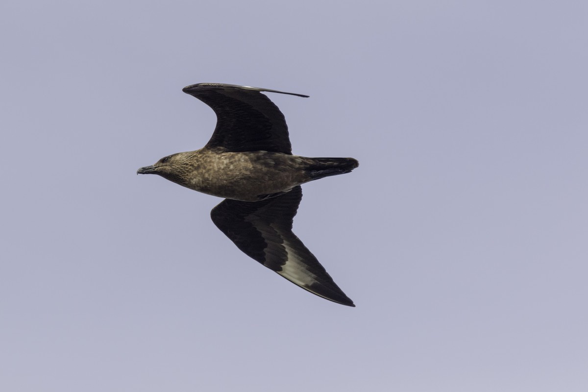Great Skua - ML501893801