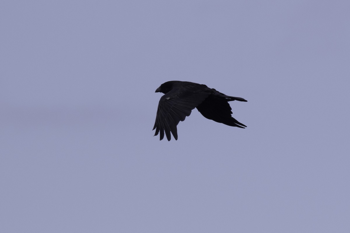 Common Raven - ML501893921