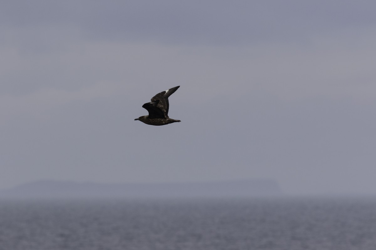 Great Skua - ML501894421