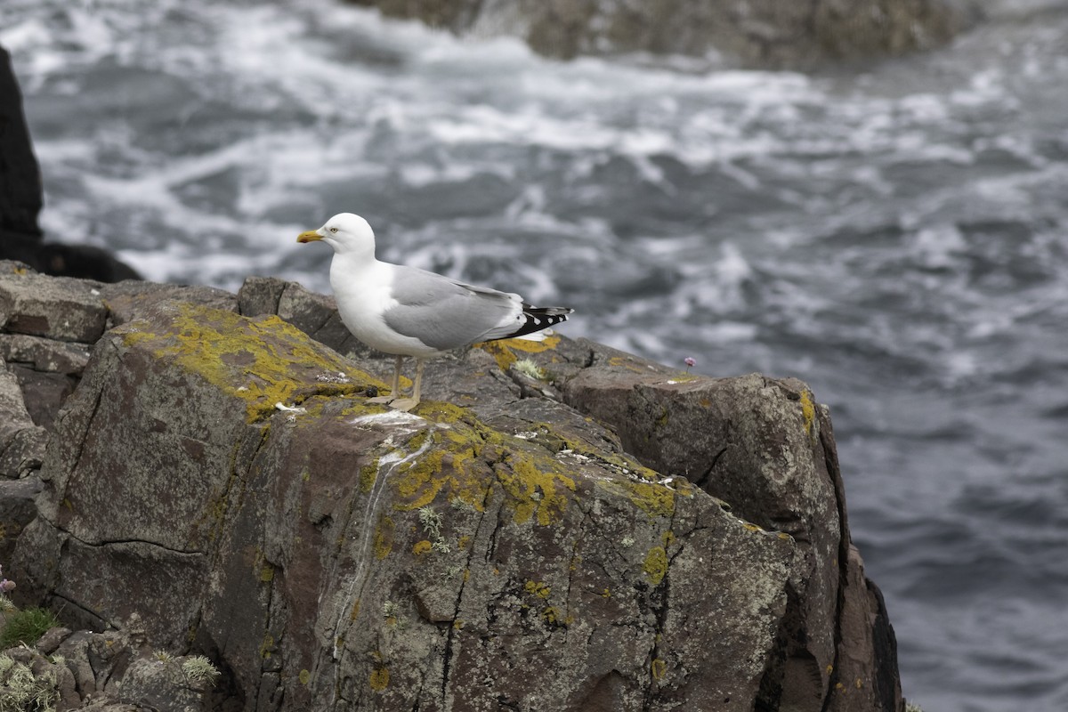 European Herring Gull - ML501894451