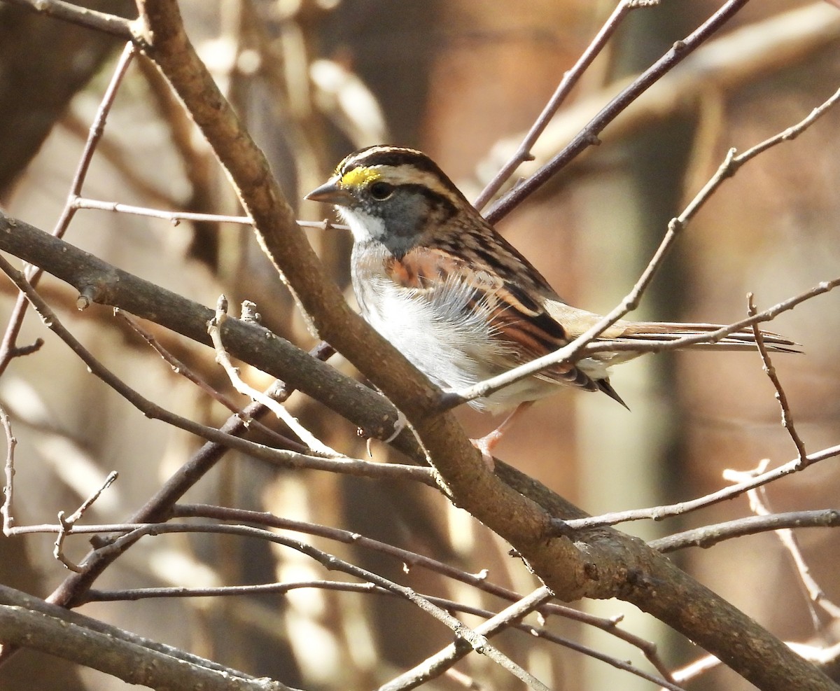 White-throated Sparrow - ML501894481