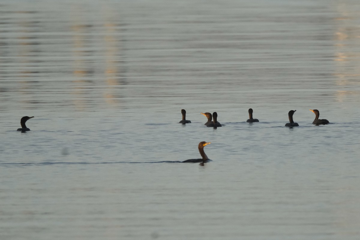 Double-crested Cormorant - ML501894541