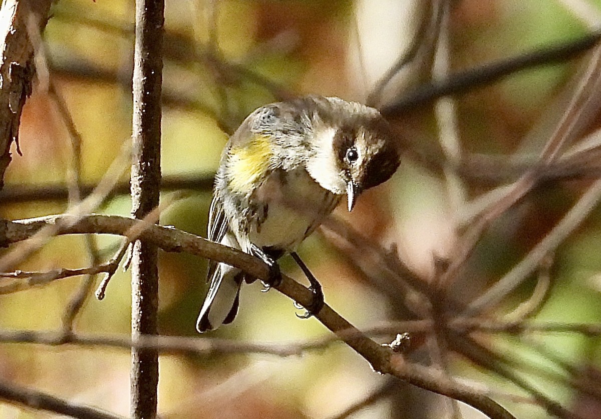 Yellow-rumped Warbler - ML501895021