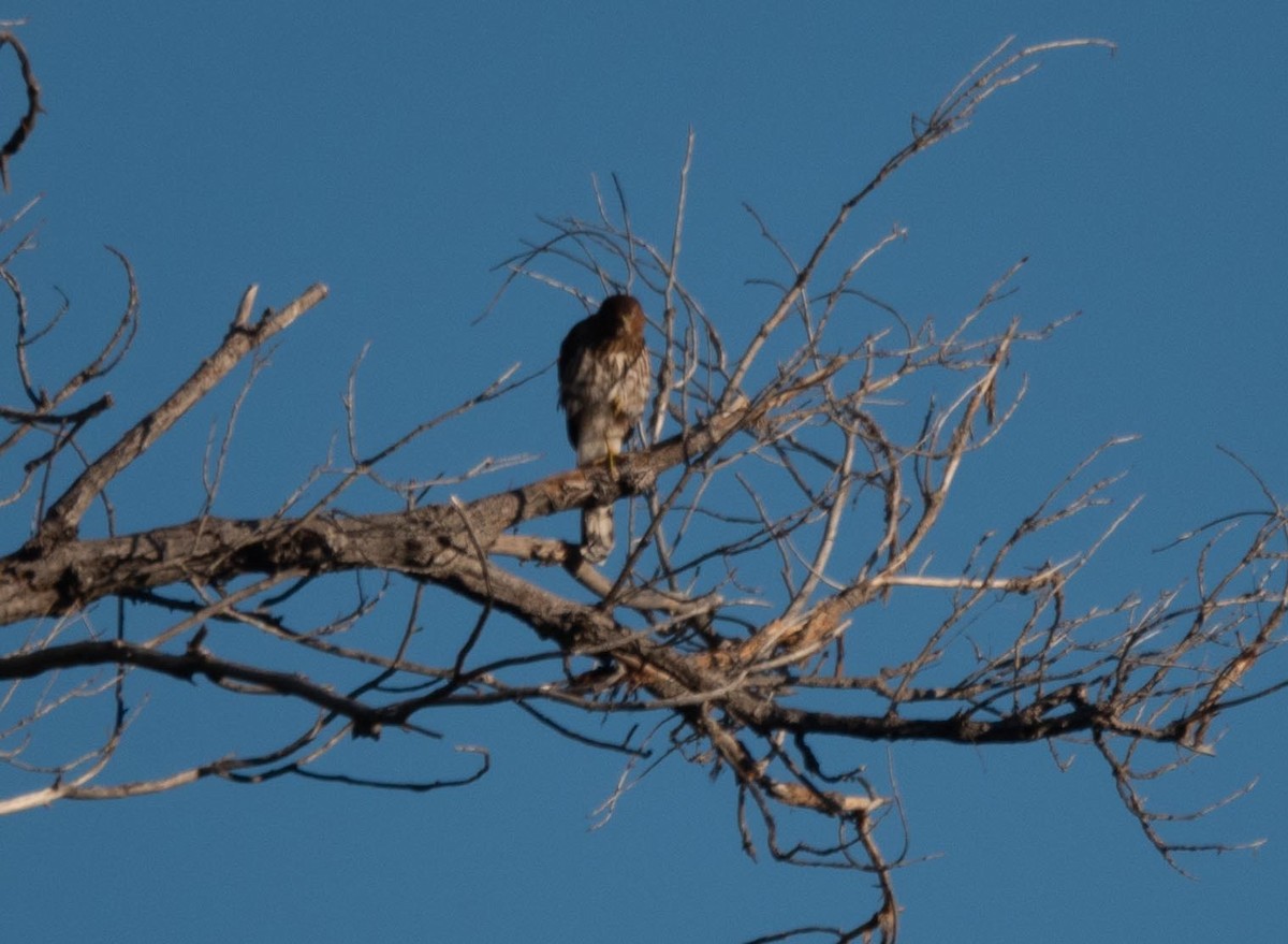 Cooper's Hawk - ML501896261