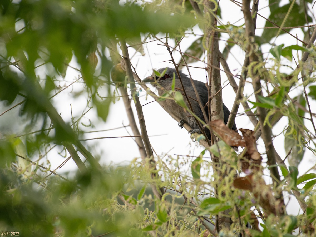 Green-billed Malkoha - ML501896391