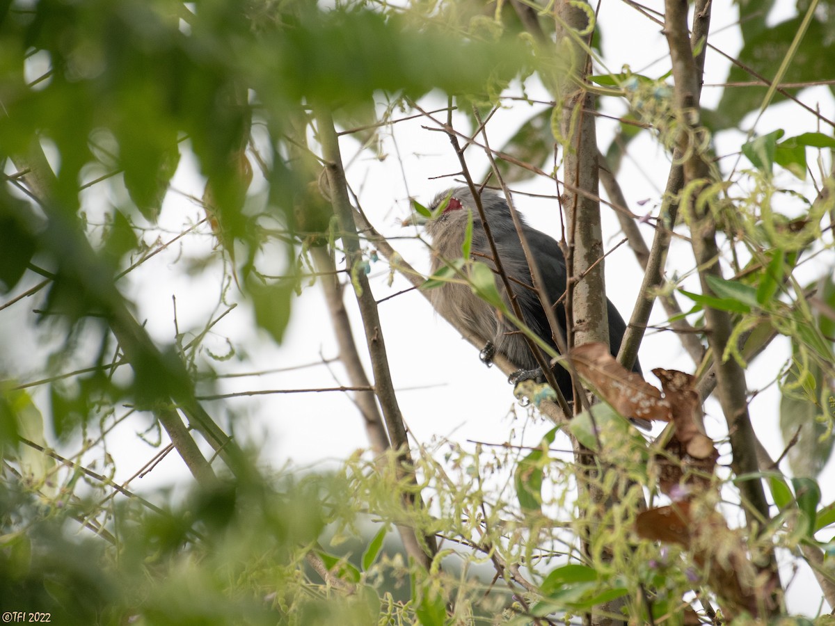 Green-billed Malkoha - ML501896411