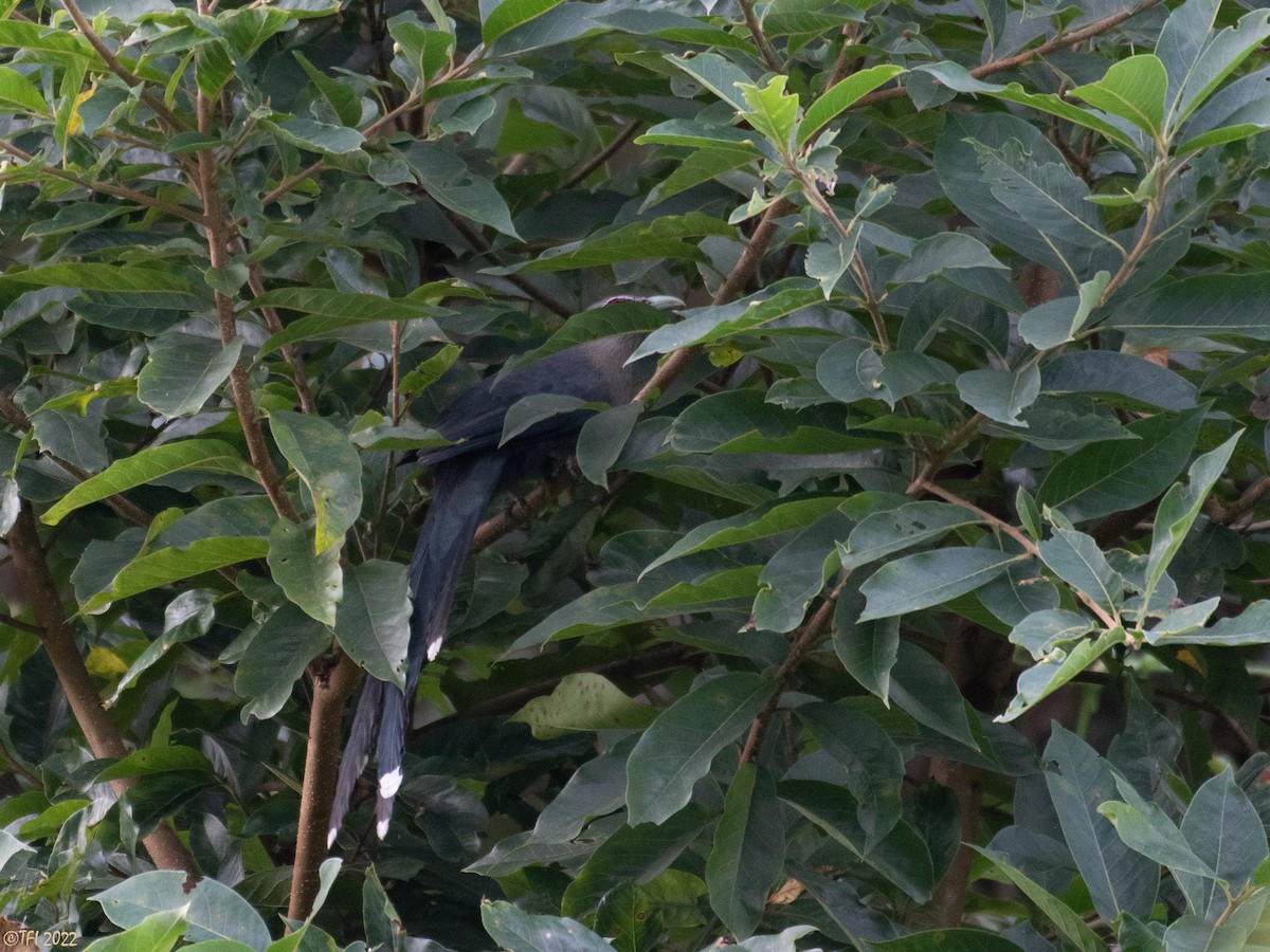 Green-billed Malkoha - ML501896431