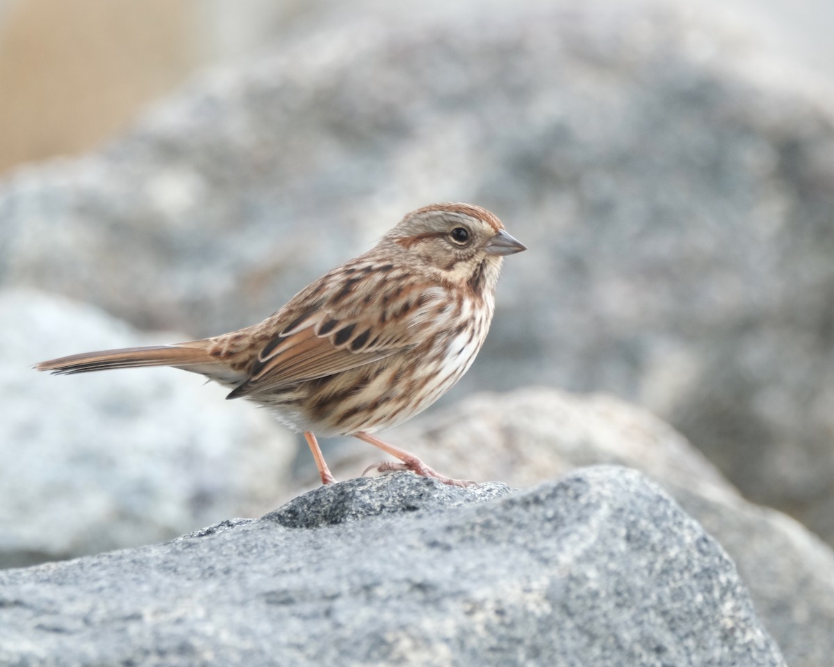 Song Sparrow - ML501897951