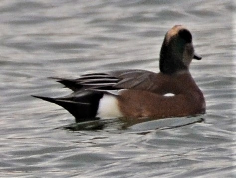 American Wigeon - ML501899161