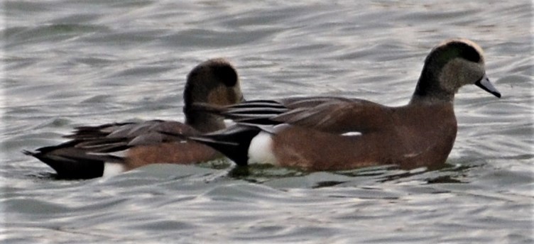 American Wigeon - ML501899281